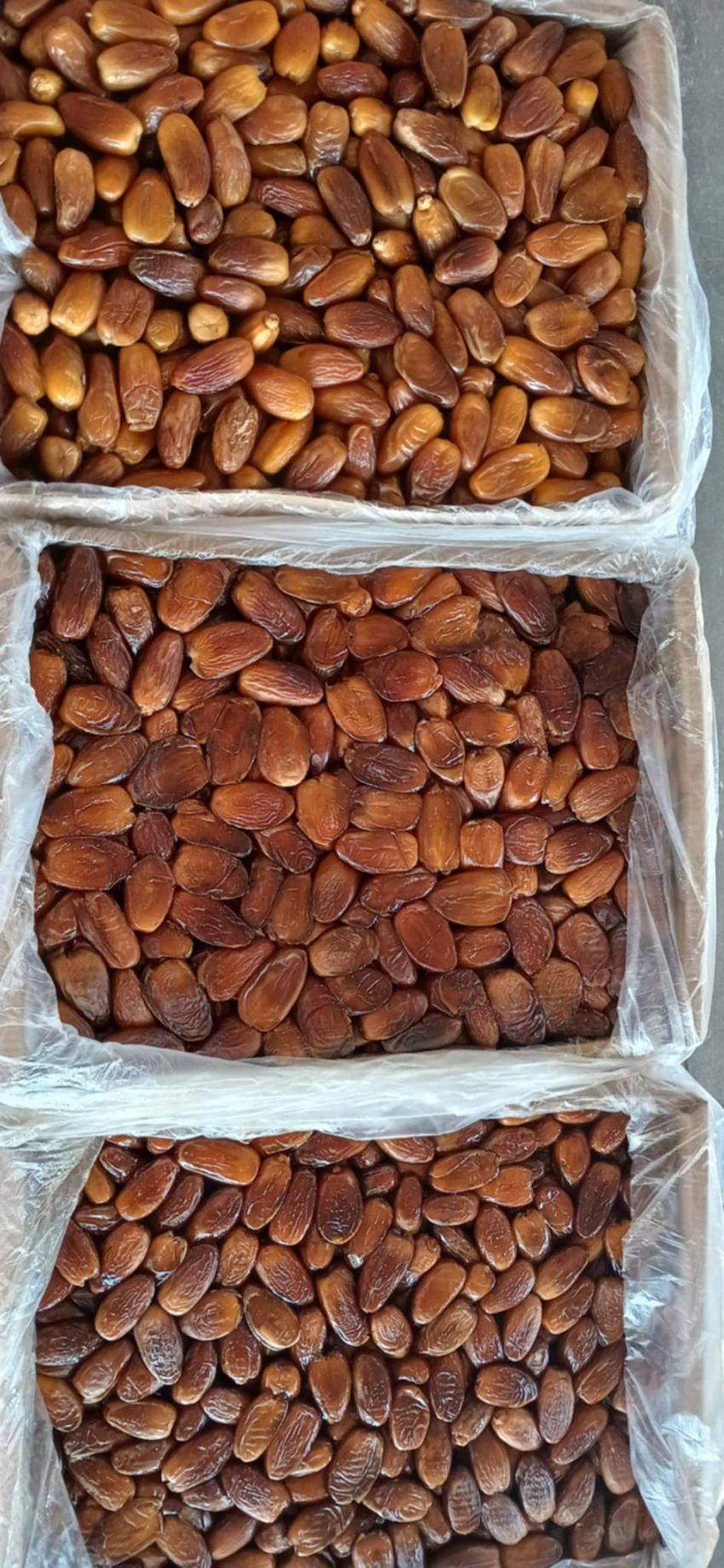 Jual Kurma Bantul ,Yogyakarta