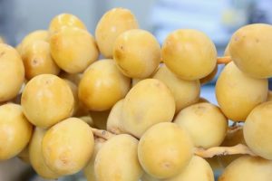 Kurma-Muda-yogyakarta jual kurma muda yogyakarta