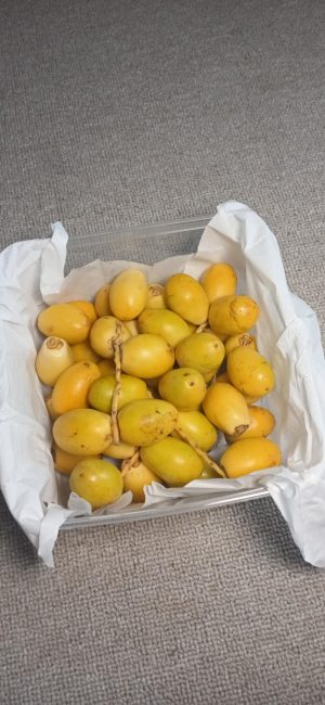 e1daf0e1-245b-4b3d-bb3f-905d533e953c jual kurma muda